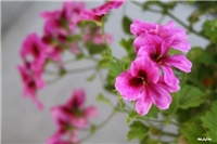 525d9af0-IMG_7599 engleska pelargonija.jpg